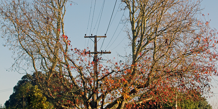 tree split by power line